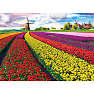 Puslespil Tulip Fields Netherlands - 1000 brikker