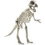 Keycraft Magnoidz 3d dinosaur skelet - assorteret