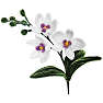 1conzept piberenserblomst - orkide