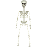 Halloween skelet dele - hvid