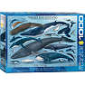 Puslespil Whales & Dolphins - 1000 brikker
