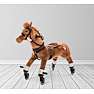 Push pony champ
