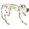 Halloween skelet hund 28x74 cm - hvid