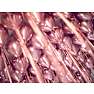 Glossy latexballoner Ø:30 cm 10-pak - Rosegold
