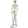 Halloween skelet med LED øjne H: 212 cm - hvid