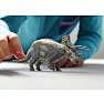 Schleich triceratops 15050