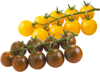 Cherrytomaten Miss Perfect Mix gelb/braun