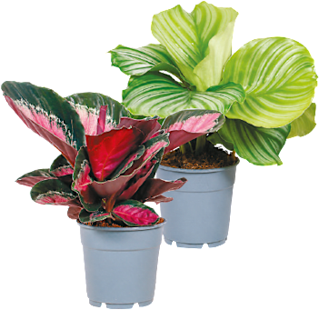 Calathea "Exklusiv Mix"