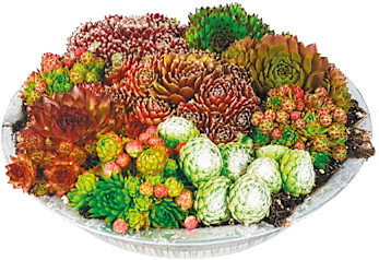 Schale mit Hauswurz "Sempervivum" 