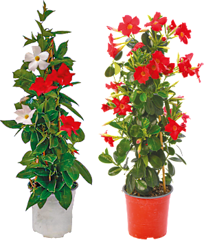 Dipladenia Pyramide