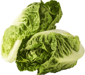 ØGO økologisk dansk hjertesalat