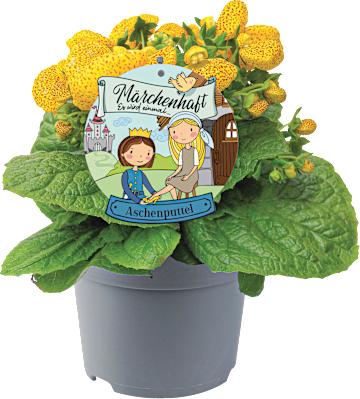 Blühmix "Märchenhaft"