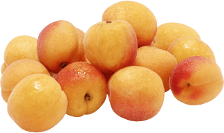 Abrikoser