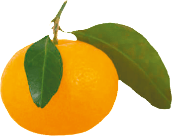 Satsuma Mandarine
