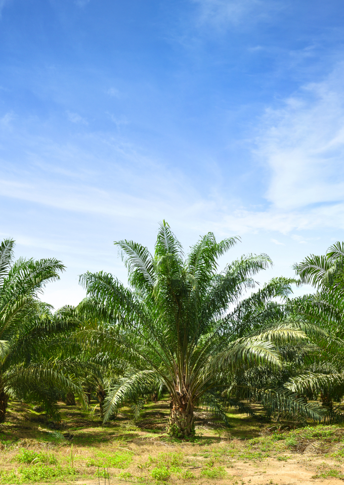 Salling Groups arbejde med ansvarlig palmeolie