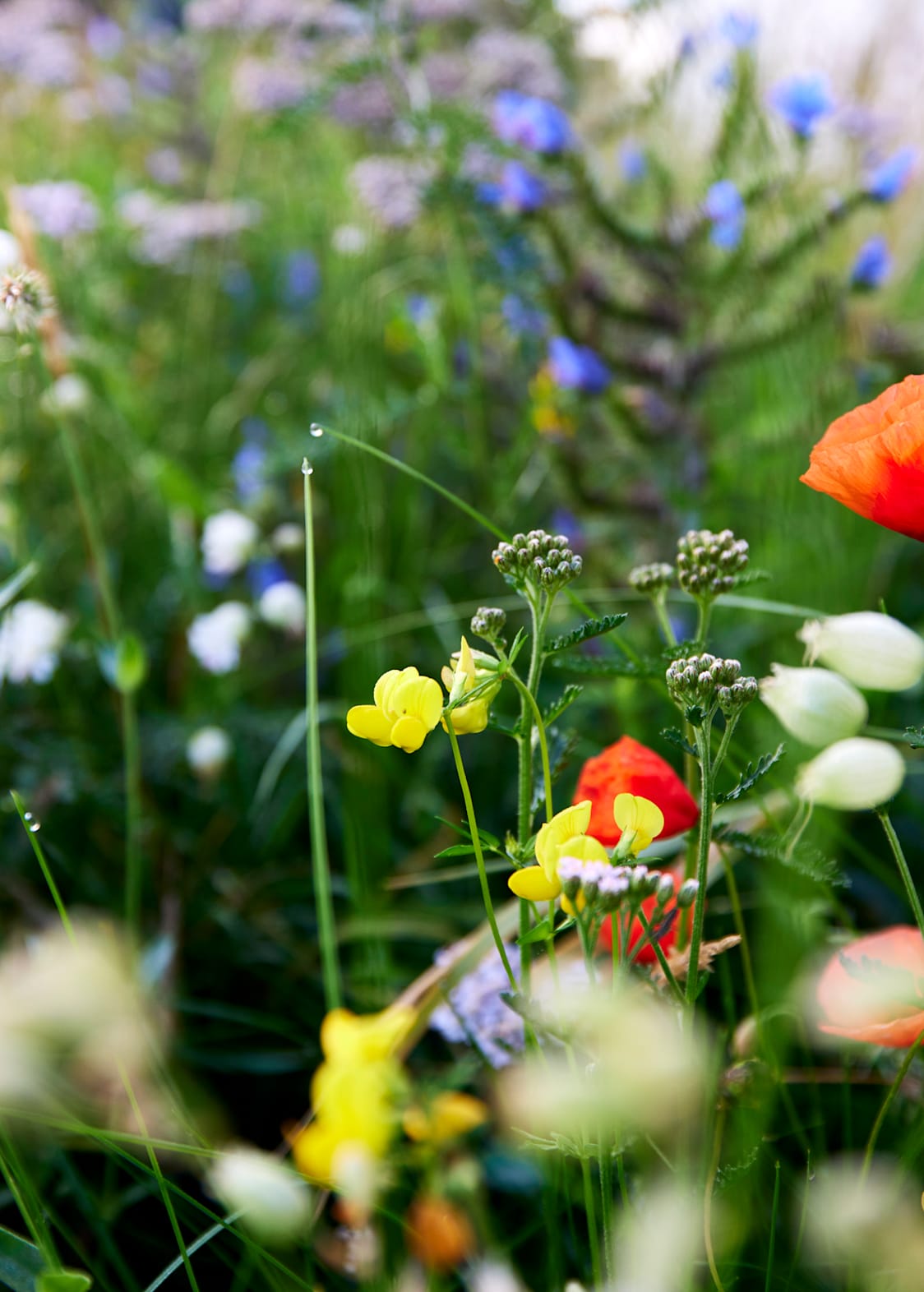 biodiversitet2