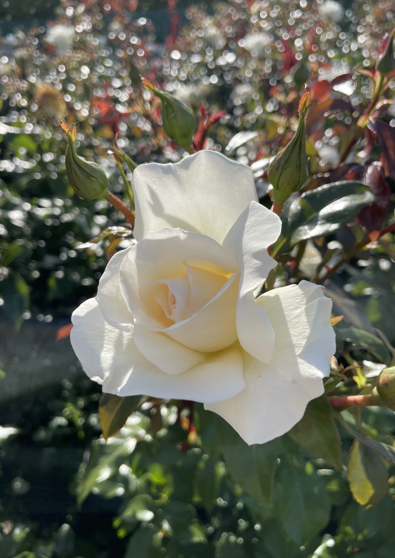 Her ses Aarhus Rosen tæt på