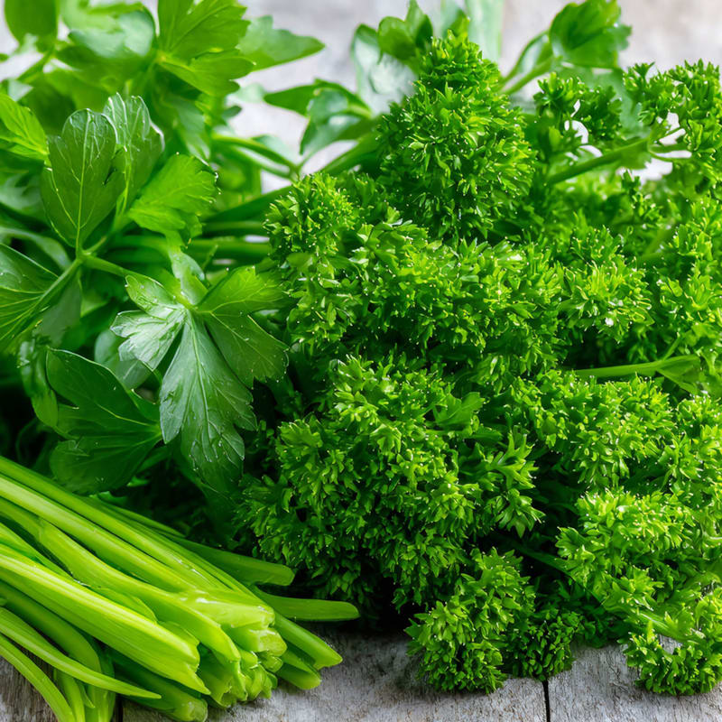 Frisk persille og bladbredet persille på bord