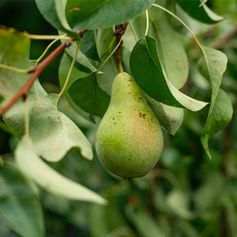 Frugt og grønt i sæson i november. Pære.