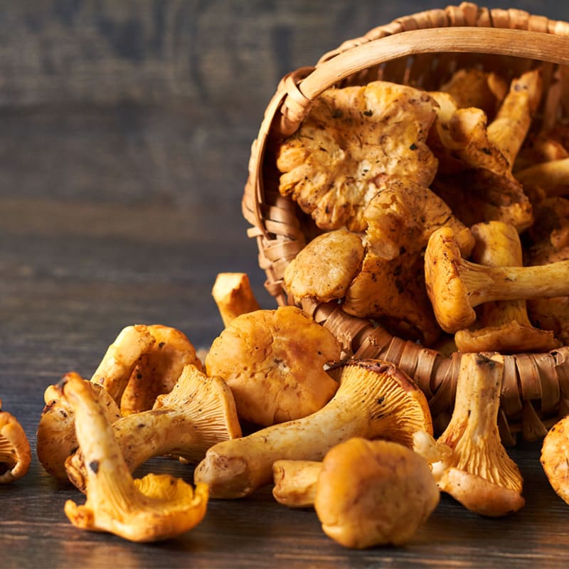 Friske kantareller på bord