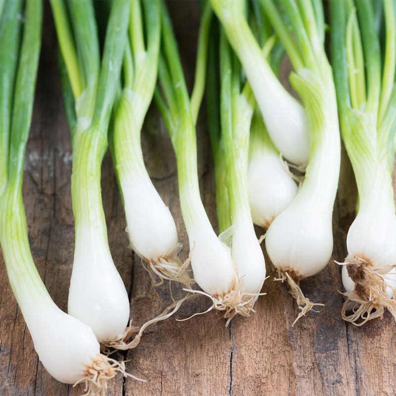Få viden om forårsløg hos BilkaToGo