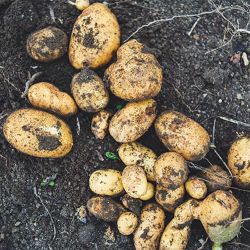 Grøntsager i sæson. Kartofler i december.