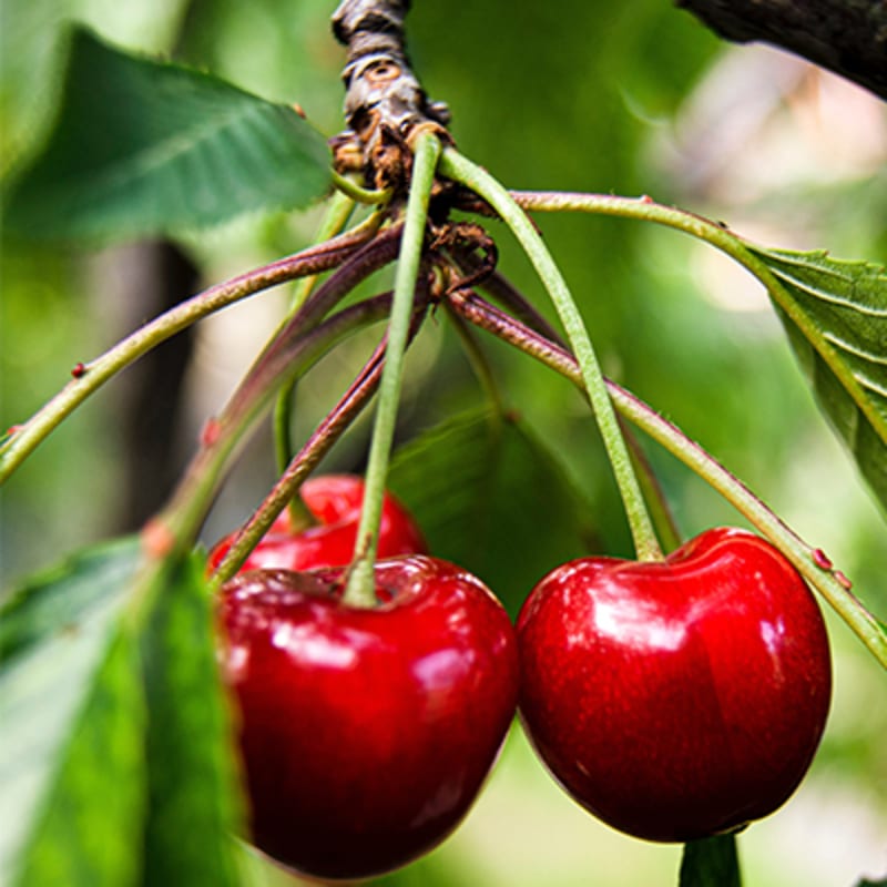 Frugt og grønt i sæson i juli. Kirsebær.