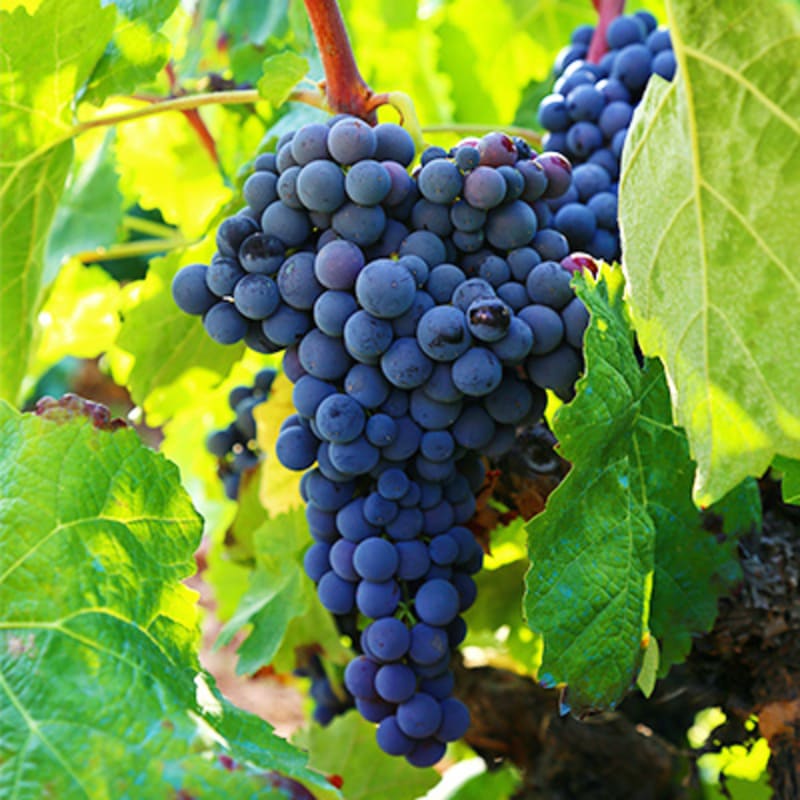 Grønt og frugt i sæson. Vindruer august. 