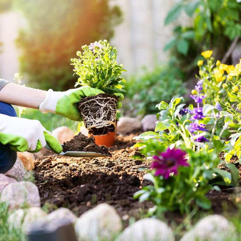 Gør haven forårsklar med alt fra blomsterløg til haveredskaber hos BilkaToGo
