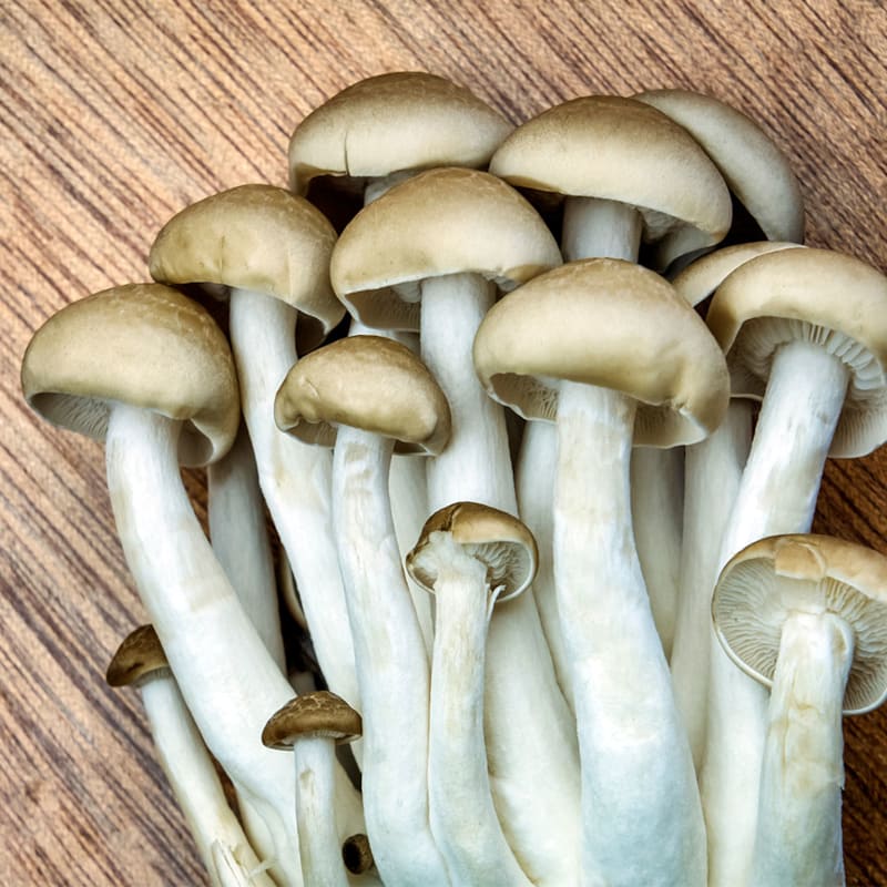 Bøgehat svampe på bord