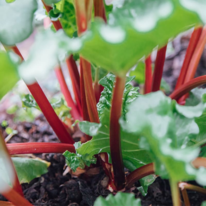 Frugt og grønt i sæson i maj. Rabarber. 