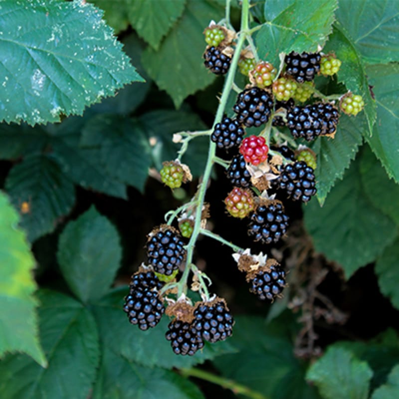 Grøntsager og frugt i sæson i september. Brombær.