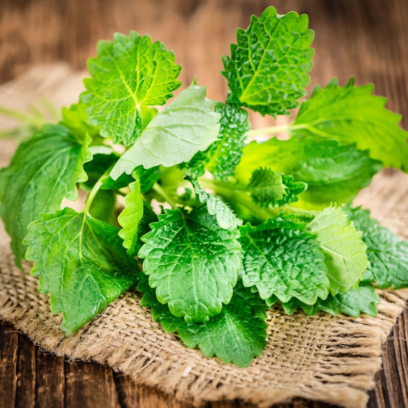 Frisk citronmelisse på bord