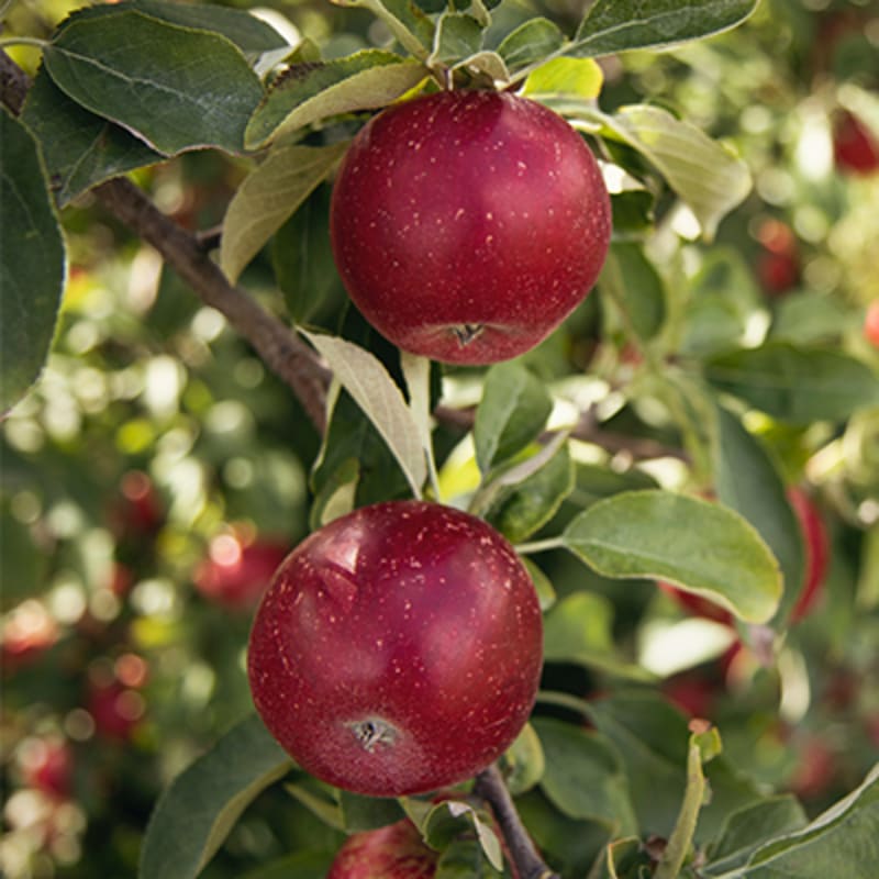Grøntsager og frugt i sæson i oktober. Æbler. 