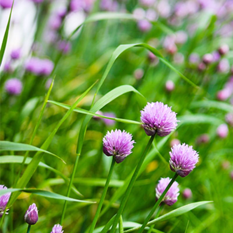Frugt, grønt og krydderurter i sæson i marts. Purløg. 