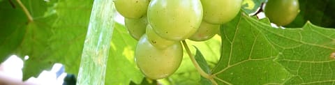 Guide Hvide druer til hvidvin hos Bilka
